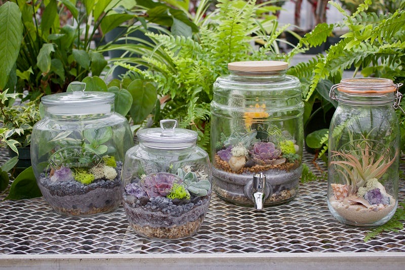 Kilner® Jar Terrarium